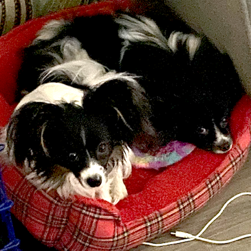 Janet McKay's papillon's Brite and Bad Bunny